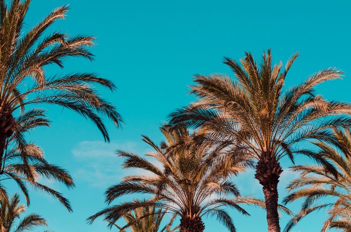 Palm trees against a bright blue sky