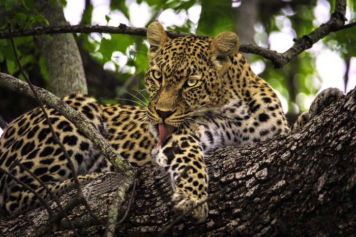 Leopard grooming itself on a tree branch