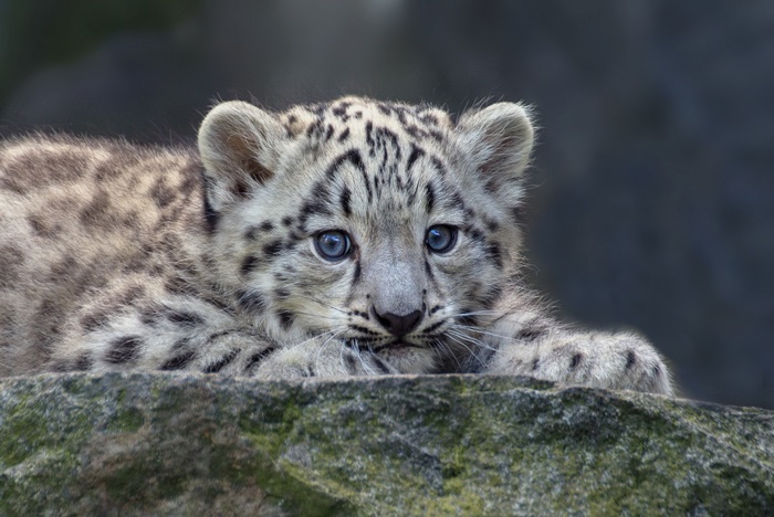 Baby Snow Leopard Cub on a Rock