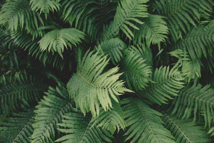 6016x4016 leaf, color, pattern, closeup, nature, woodland, frond ...