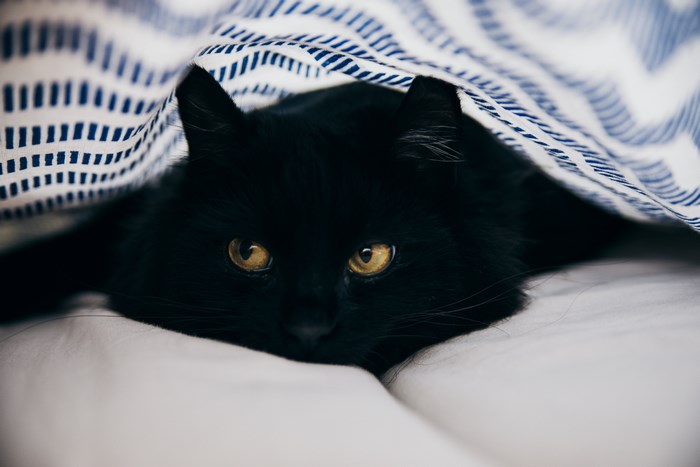 Black cat with yellow eyes under a blanket