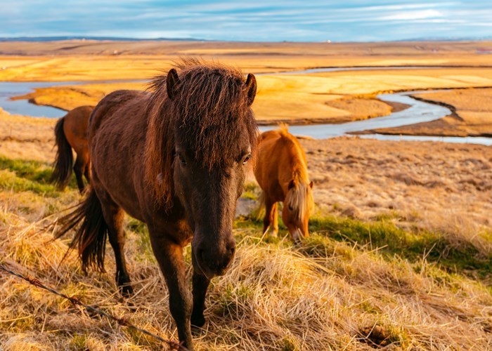 Horses in a golden field with a winding river in Iceland