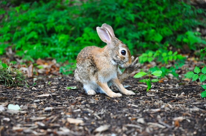 A rabbit grooming itself in the forest