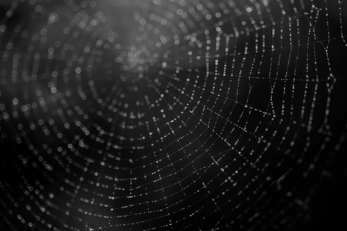 Black and white macro shot of a spider web with dew drops