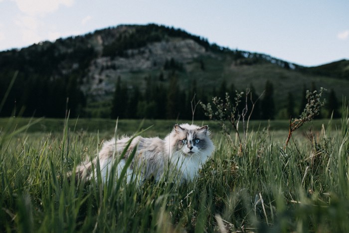 Ragdoll cat with blue eyes in a grassy field