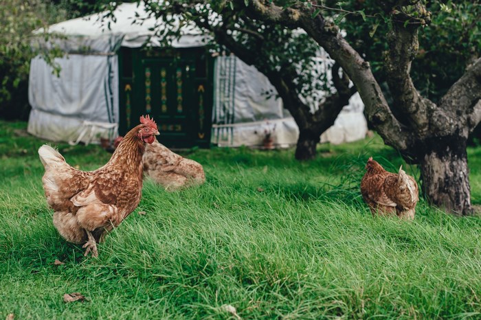 Chickens roam near a yurt in a grassy garden