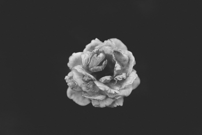 Black and white close-up of a wilted rose