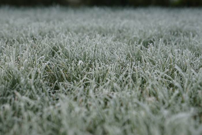 #5302619 6000x4000 green, grass, dew, wet, wildlife, cold, outdoors ...