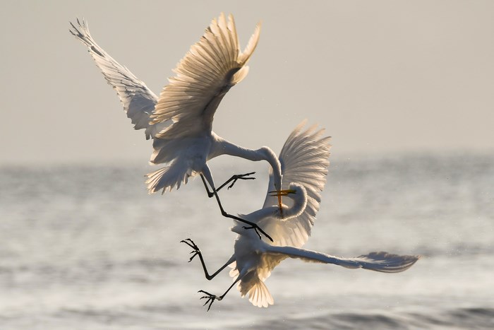 Two egrets fighting over territory