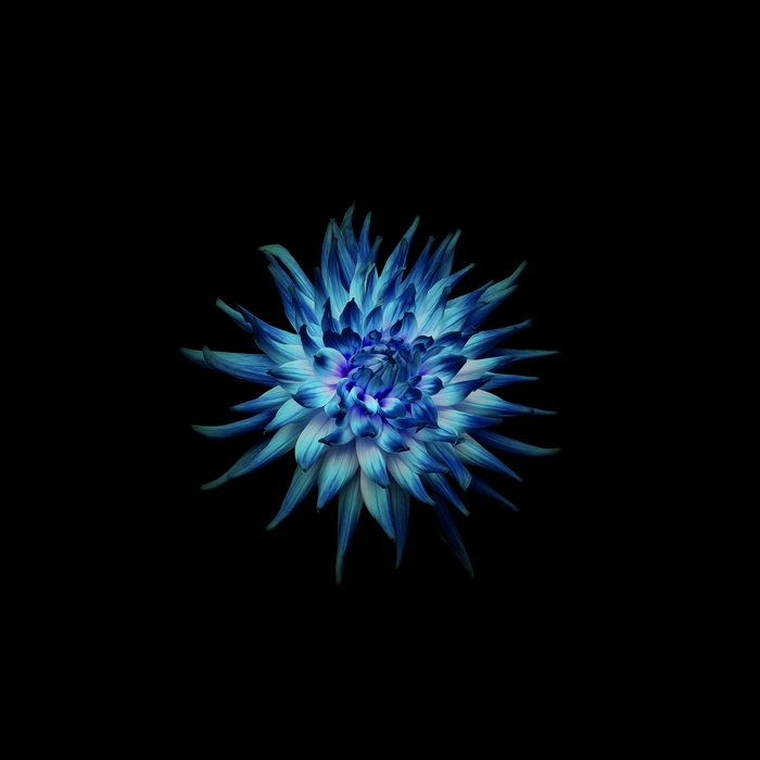 Vivid Blue Flower on Black Background