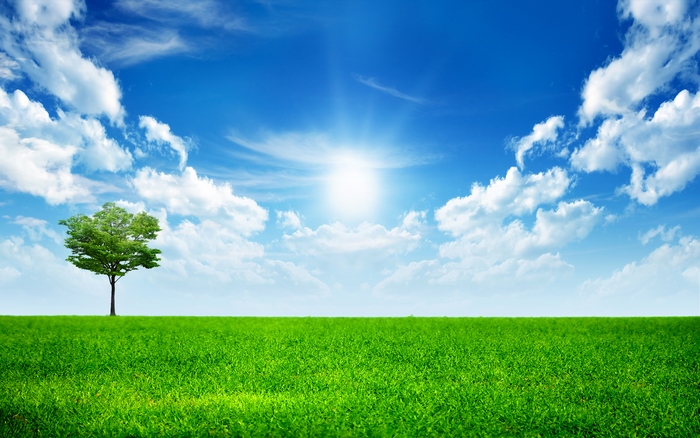 Bright Sunny Day with Green Field and Lone Tree