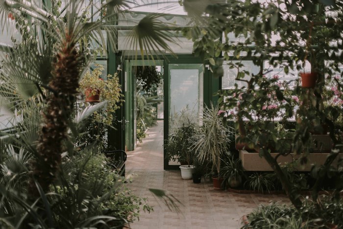 Greenhouse interior with tropical plants and doorway
