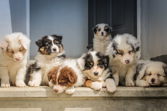 Group of Australian Shepherd Puppies Sitting on Steps