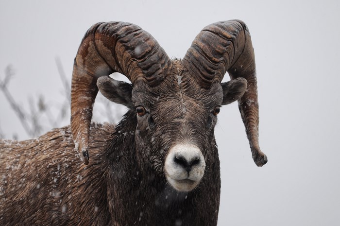 Majestic Ram with Snow-Covered Horns in Winter