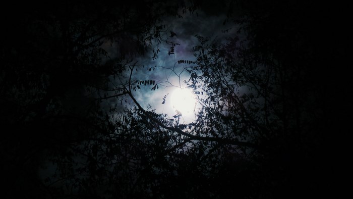 Moonlight shining through dark tree branches
