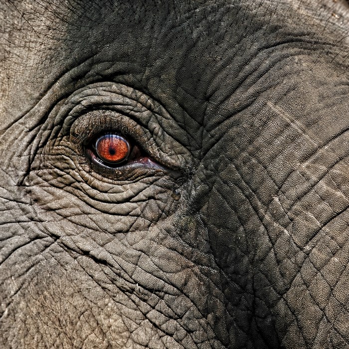 Close-up of an elephant's eye and wrinkled skin