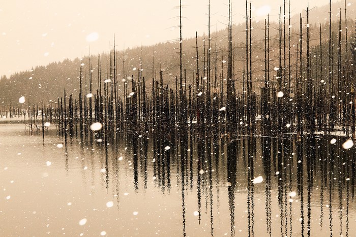 Snowing landscape with dead trees in a lake