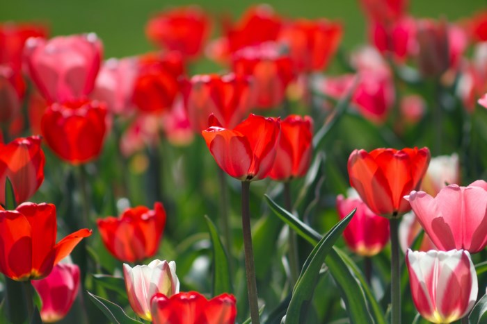Vibrant Red and Pink Tulip Field in Bloom