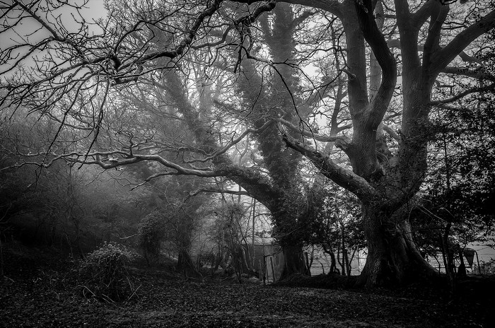 Misty forest with ancient oak trees and branches