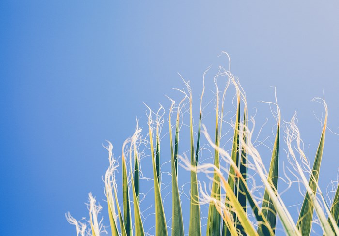 Palm tree leaves against a clear blue sky