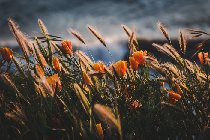 Orange poppies and wheat stalks by the ocean at sunset