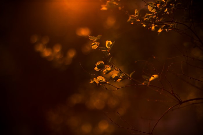 Close up of plant leaves with bokeh background