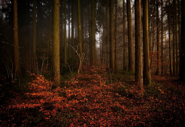 Misty Autumn Forest with Red Foliage