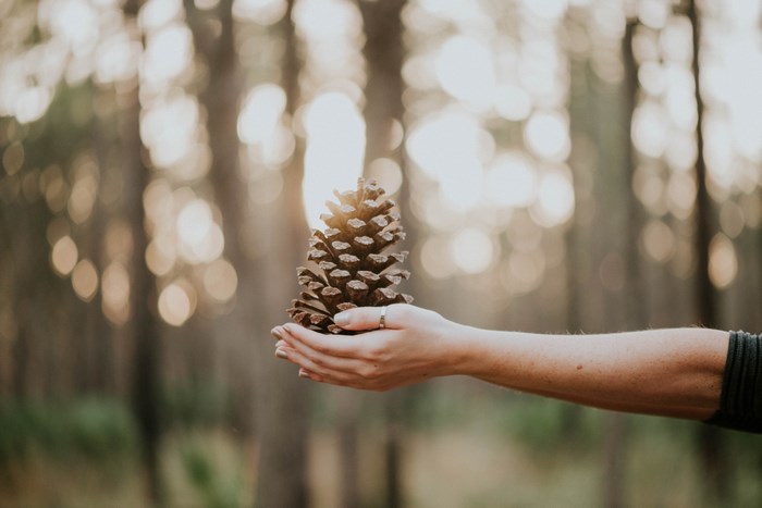Hand holding a pine cone in a forest at golden hour