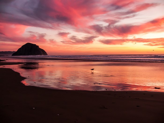 Morro Rock sunset over the ocean with a bird on the beach