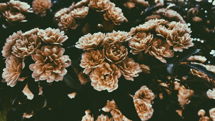 Close-up of vintage brown roses in bloom