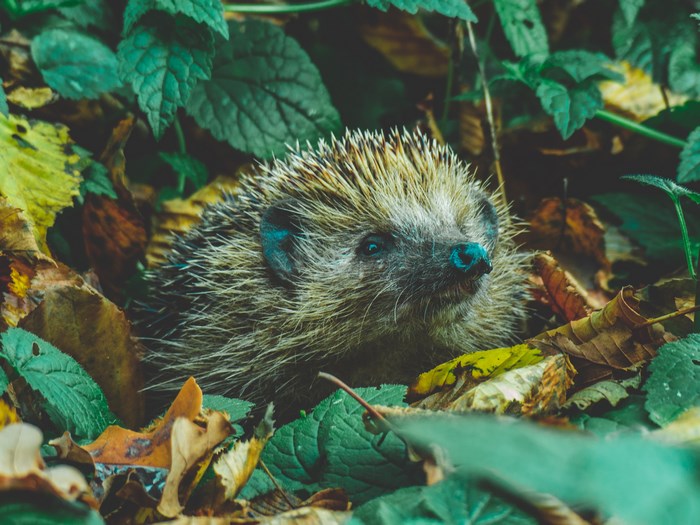 Hedgehog in autumn leaves in a forest