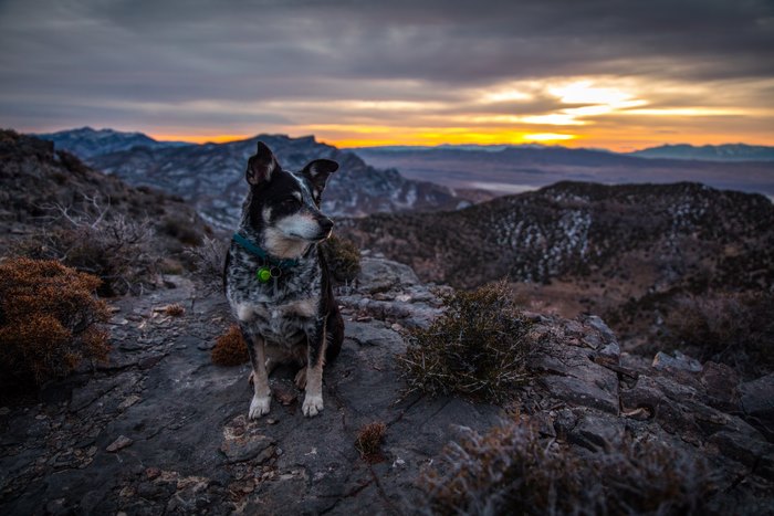 Dog sitting on a rocky mountain at sunset