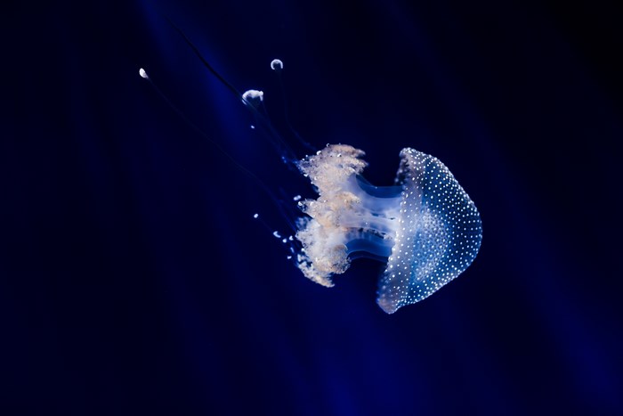 Spotted Jellyfish with long tentacles in dark blue water