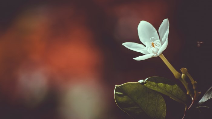 White flower with green leaves and blurred background