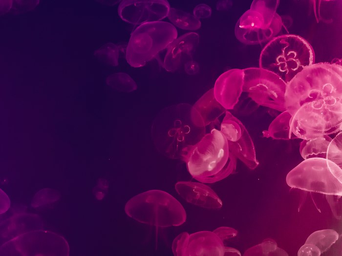 Pink and purple jellyfish in dark water