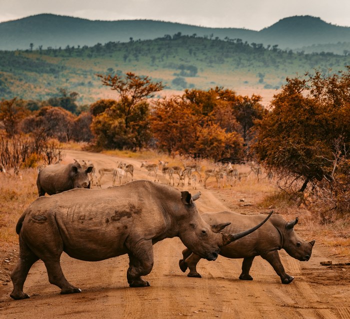 Rhinos and antelopes in Pilanesberg Game Reserve