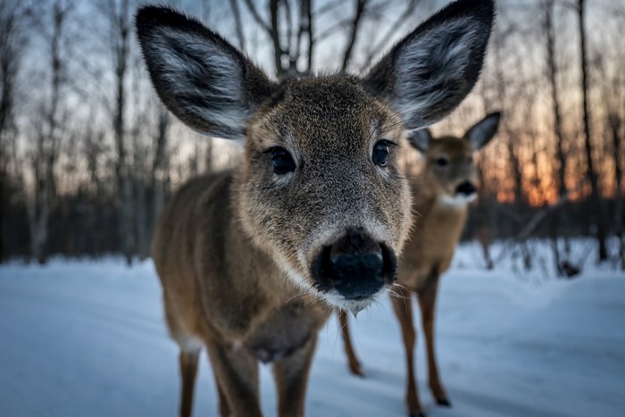 Two deer in a snowy forest at sunset