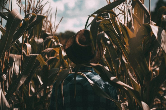 Man in hat walks through a cornfield