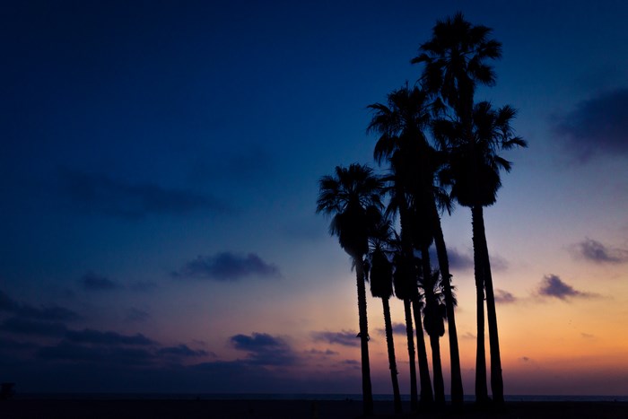 Palm trees silhouetted against a twilight sky