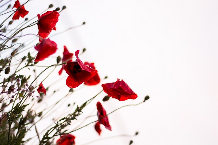Red Poppy Flowers Blooming in Summer Nature