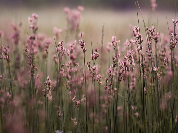 Field of pink wildflowers with green grass and bokeh