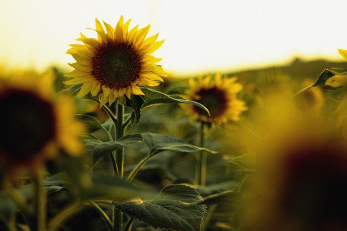 Field of sunflowers at sunset