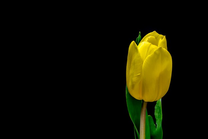 Yellow tulip against a black background