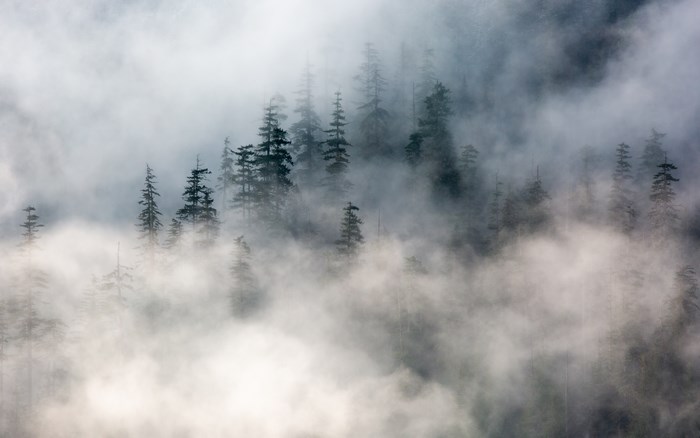Misty Forest with Tall Pine Trees in Washington