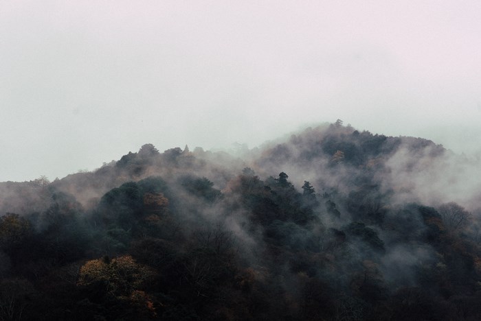 Misty Mountain Forest Landscape in Kyoto