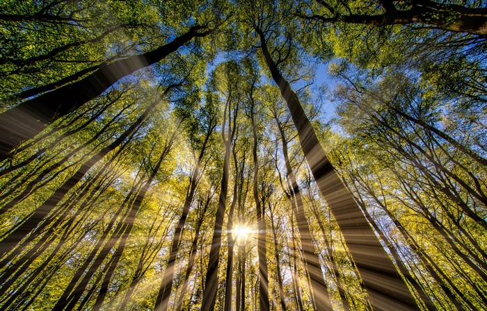 Sunbeams filtering through tall trees in a forest
