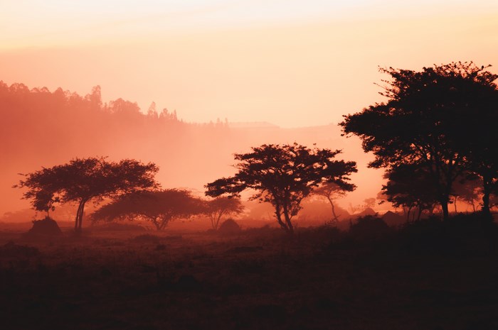 Sunset over misty African landscape with trees