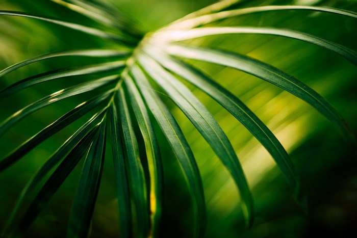 Close-up of a green palm leaf with sunlight