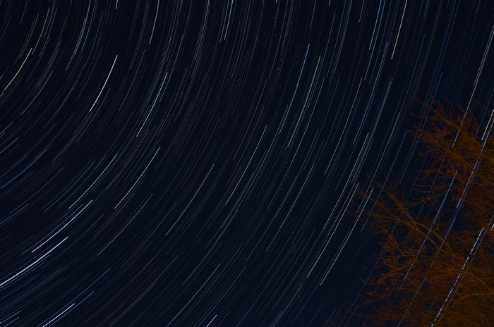 Star trails over a tree at night