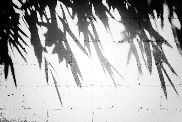 Shadows of bamboo leaves on a white brick wall